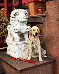 China-Restaurant Pagoda outside