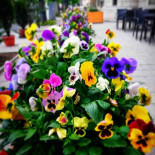 Restaurant Queen Elizabeth À l'intérieur