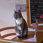 Pee Pee`s Katzencafé food