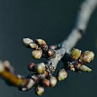 Craiasa Muntilor Essen