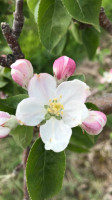 Kents Hill Orchard food