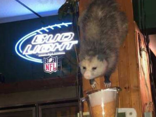 Pickled Possum