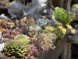 Succulent Cafe