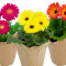 6 Gerbera In Pot Cover