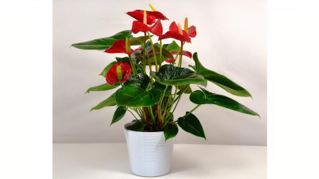 Anthurium In Overpot