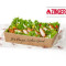 Zinger Salata Box