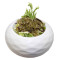 Yasai Goma Wakame Salad Zhōng Huá Hǎi Cǎo Shā Lā