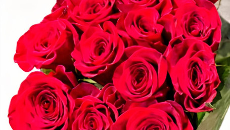 Premium Long Stem Dozen Roses (Red)