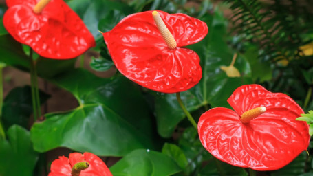 Heart-Flowered Valentine's Plant