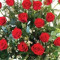 3 Dozen Red Roses