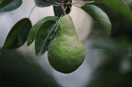 Cawston Press Băutură Pentru Copii Măr Păr