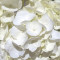 White Hydrangea