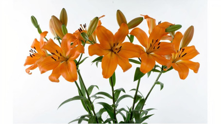 Asiatic Lilies