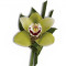 Green Orchid Boutonniere