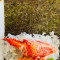 Hand Roll Lobster