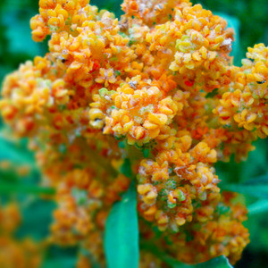 Salata De Quinoa