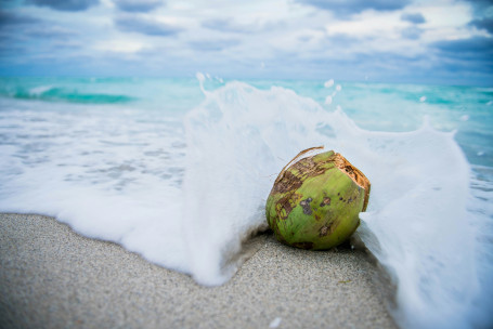 Dunkin Coconut Refreshers