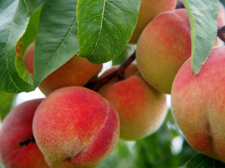 Sangria De Piersici