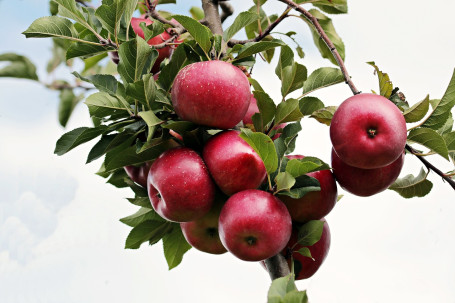 Pur Și Simplu Apple