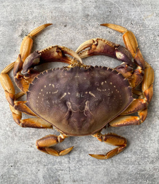 Crab Dungeness