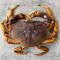 Crab Dungeness