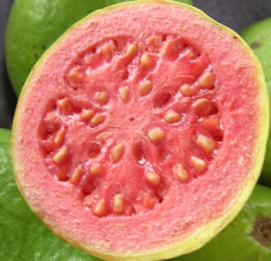 Guava