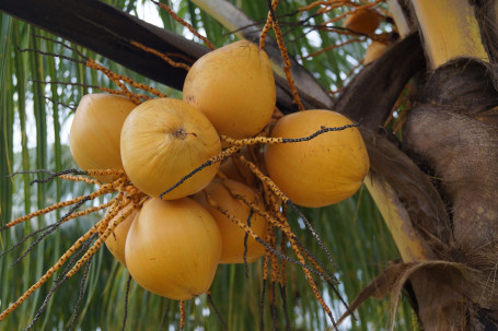 Vita Coco Apă De Cocos