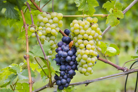 Pinot Grigio Libertas, Italia