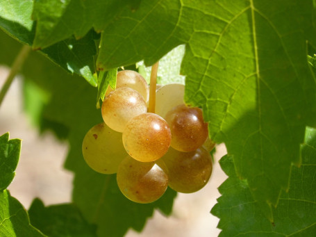 Verdejo Macabeo, El Zondaz, Spania