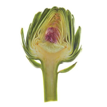 Artichocă (V) (Ve) (Gf)