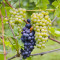 Flowers, Pinot Noir, Sonoma Coast, California