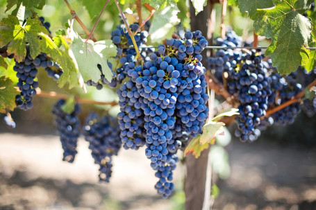 Cakebread, Napa Valley