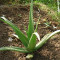 Suc De Aloe Vera