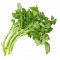 Rucola